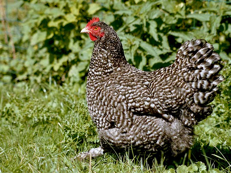 mechelse_koekoek-pollo